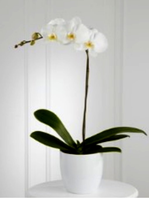 WHITE ORCHID PLANTER 